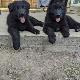 German Shepherd Puppies from Naturphänomen Kennel