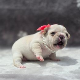 Pink girl - Cream female French Bulldog puppy in Polk City, Florida from Best Friend Frenchies, LLC