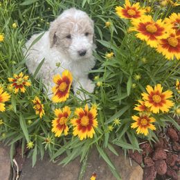 Goldendoodle Puppies from Southeast Texas doodles