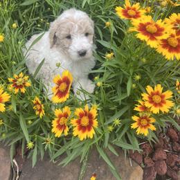 Goldendoodle Puppies from Southeast Texas doodles
