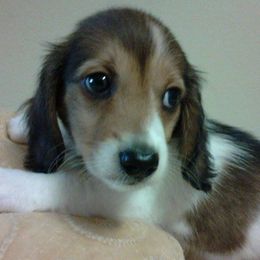 Dachshunds from Pleasantdachs Minis