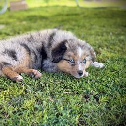 Tillie - Blue merle female Miniature Australian Shepherd puppy in North Lakeport, California from Wild Rose Ranch