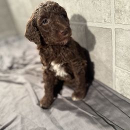 Goldendoodle Puppies from Doodles R Us