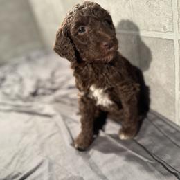 Goldendoodle Puppies from Doodles R Us