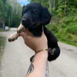 Theo - Black and tan male Dachshund puppy in Maidsville, West Virginia from L&B Lowriders