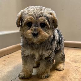 Darcy - Merle female Yorkipoo puppy in Lebanon, Kentucky from Mosaic Merle Doodles