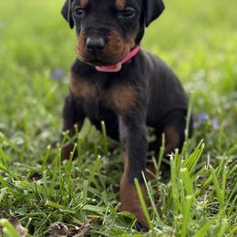 Gucci - Black and rust female Doberman Pinscher puppy in Winchester, Ohio from 32 Farms