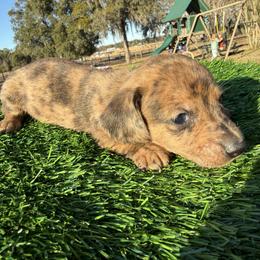 Red Dapple Girl - Dapple female Dachshund puppy in Apopka, Florida from The HotDog Stand