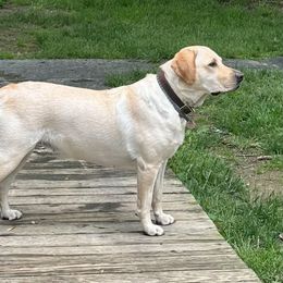 Maggie - Labrador Retriever