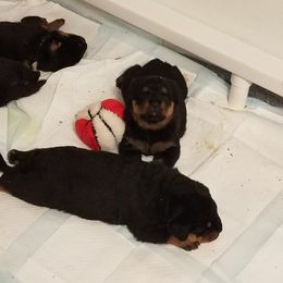 Rottweiler Puppies from Gottlïchen Rottweilers