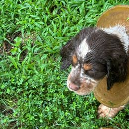 Clem - Liver white and tan English Springer Spaniel puppy in Statesville, North Carolina from Rockin’ Slow Farms