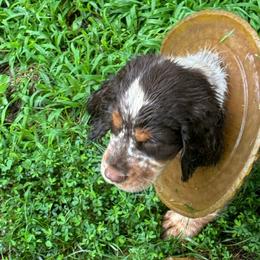 Clem - Liver white and tan English Springer Spaniel puppy in Statesville, North Carolina from Rockin’ Slow Farms