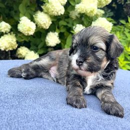 Boy 2 - Chinese Crested puppy from Show Style Chinese Cresteds