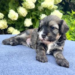 Boy 2 - Chinese Crested puppy from Show Style Chinese Cresteds