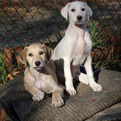 Saluki Puppies from Obi-Wan Salukis