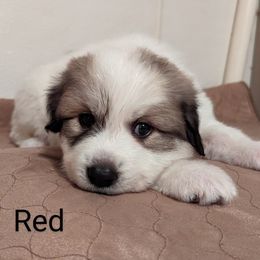 Great Pyrenees Puppies from Duck Creek Poultry Place & Wilson's Waterfowl