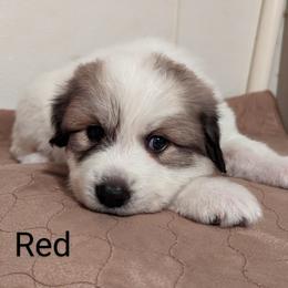 Great Pyrenees Puppies from Duck Creek Poultry Place & Wilson's Waterfowl