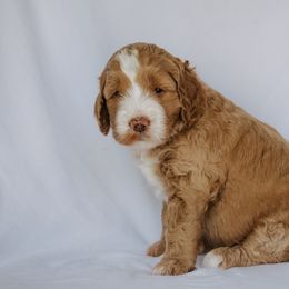 Goldendoodle Puppies from Lover Dover Doodles