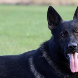 Norik - German Shepherd