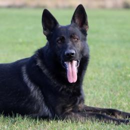 Norik - German Shepherd