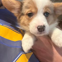 Mochi - Blue merle and white male American Corgi puppy in Orangevale, California from Corgis of the Heart
