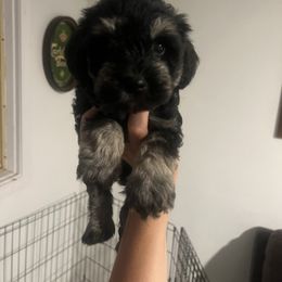 Boy 1 - Black and silver male Miniature Schnauzer puppy in Rocklin, California from Liv’s Schnauzers