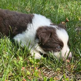 Blossom - White and red female Border Collie puppy in Franklin, North Carolina from Free Heart Farms