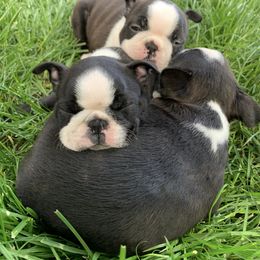 Boston Terrier Puppies from Beaux Bostons