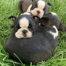 Boston Terrier Puppies from Beaux Bostons