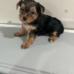 Yorkshire Terrier puppies from 1 Taste Of Flavor LLC