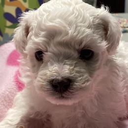 Puppy - White female Bichon Frise puppy in Greenville, South Carolina from Almaza Bichons