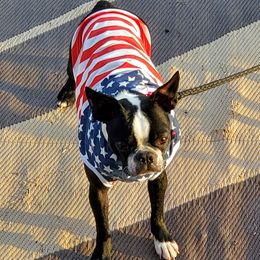 Boston Terriers from Leanna Medinger-Sandquist