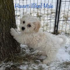 Havarti - Cream male Shichon puppy in De Pere, Wisconsin from Kinzor Kennels