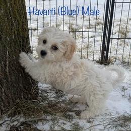 Havarti - Cream male Shichon puppy in De Pere, Wisconsin from Kinzor Kennels