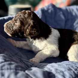Parti boy - male Bernedoodle puppy in Blue Springs, Missouri from Jeanie’s Doodles