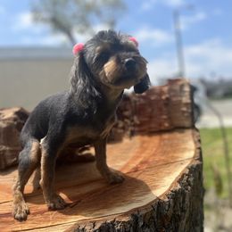 Lil Mama - Yorkipoo