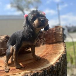 Lil Mama - Yorkipoo