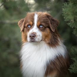 Billy - Miniature American Shepherd
