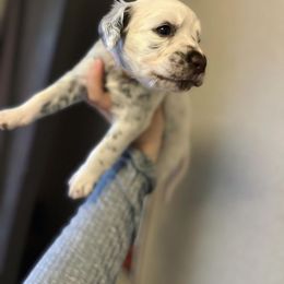 Dalmatian Puppies from A’s Spots & Dots Dalmatians