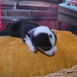 Purple Collar - Black and tan female Pembroke Welsh Corgi puppy in Grass Valley, California from Triple M Ranch Corgi's