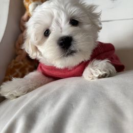 Dutton - White male Coton de Tulear puppy in Freeport, Texas from H❤️PE COTONS
