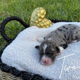 Two-Tone - Blue merle male Bernedoodle puppy in Fort Pierce, Florida from Gentle Giants Doodle Co.