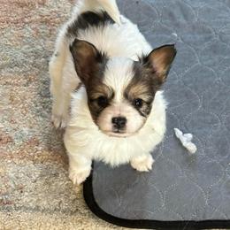 Simon - Black red and white male Papillon puppy in Middleville, Michigan from Cheryl's Papillons