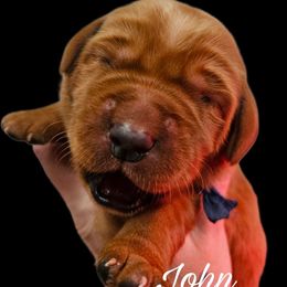 John - Yellow male Labrador Retriever puppy in Sidney, Nebraska from Nebraska Strong Labradors