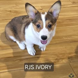 Ivory - Pembroke Welsh Corgi