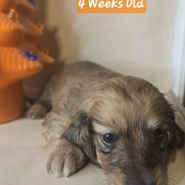 Cee-Cee - Red female Dachshund puppy in Poplarville, Mississippi from T's Kennel