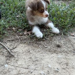 Red Tri - Red tri male Toy Australian Shepherd puppy in Brashear, Texas from Double R farms
