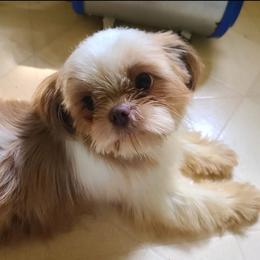 Violet - Shih Tzu