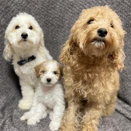 Labradoodles from Klava Doodles
