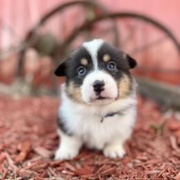 Dark Blue Male - Black and tan male Pembroke Welsh Corgi puppy in La Porte City, Iowa from Cedar River Corgis